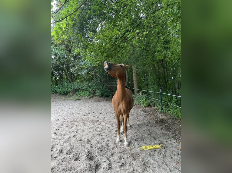 Lewitzer Hongre 5 Ans 142 cm Alezan in Sehnde