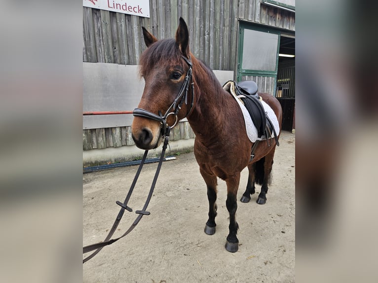 Lewitzer Croisé Hongre 6 Ans 140 cm Bai in Günzburg