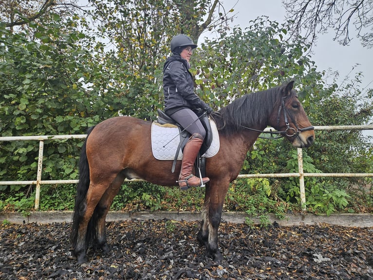 Lewitzer Croisé Hongre 6 Ans 140 cm Bai in Günzburg