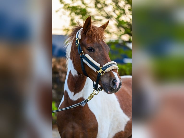 Lewitzer Hongre 6 Ans 147 cm Pinto in Goch