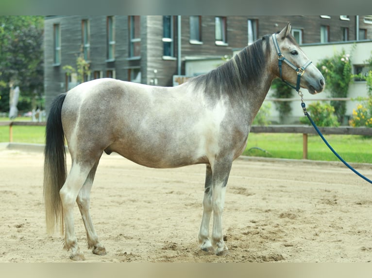 Lewitzer Hongre 6 Ans 148 cm in Schönwalde