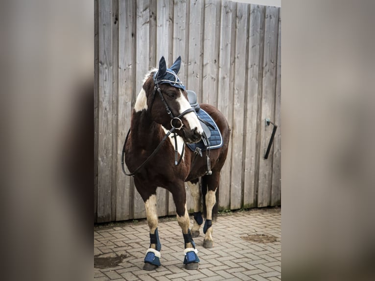 Lewitzer Croisé Hongre 7 Ans 135 cm Pinto in Teltow-Ruhlsdorf