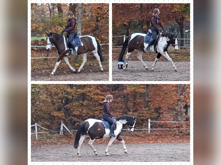 Lewitzer Hongre 7 Ans 145 cm Pinto in Fockbek