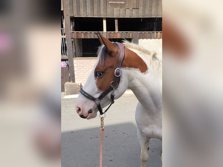 Lewitzer Hongre 8 Ans 143 cm Pinto in Essen