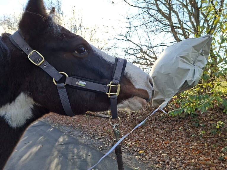 Lewitzer Hongre 8 Ans 145 cm Pinto in Fockbek