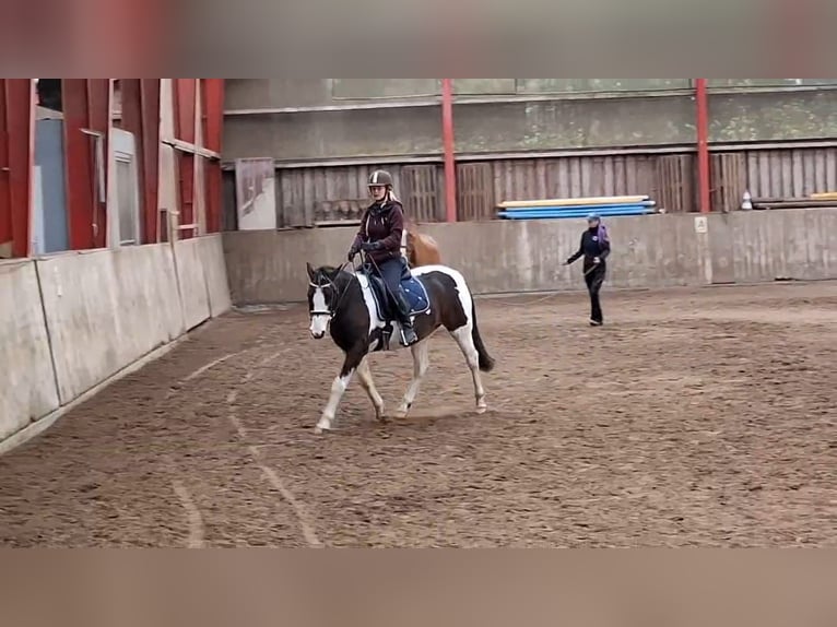 Lewitzer Hongre 8 Ans 145 cm Pinto in Fockbek