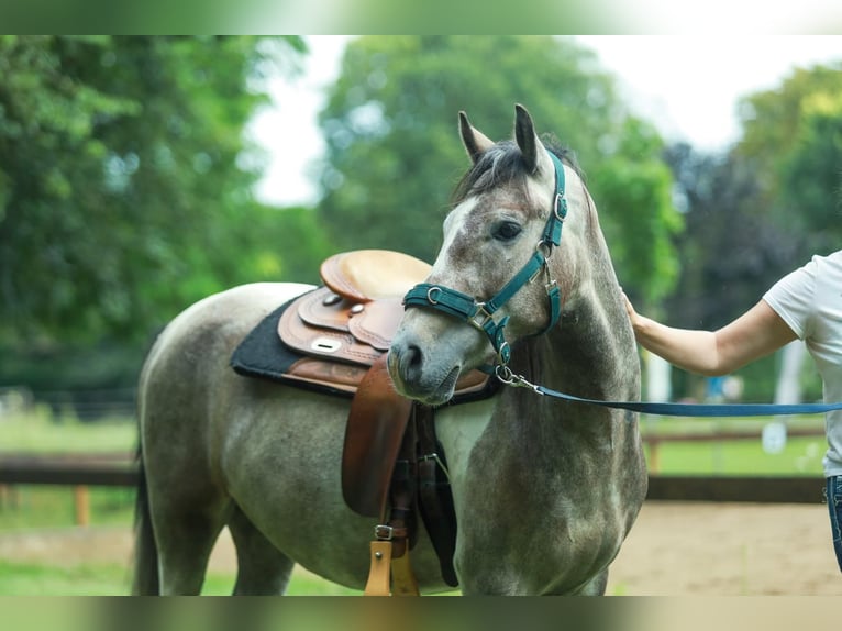Lewitzer Hongre 8 Ans 151 cm Pinto in Schönwalde-Glien