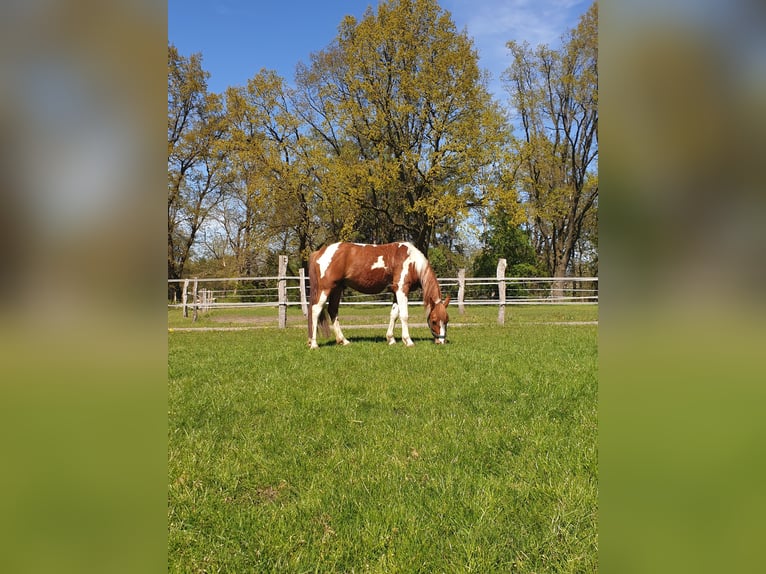 Lewitzer Hongre 9 Ans 145 cm Pinto in Lockstedt