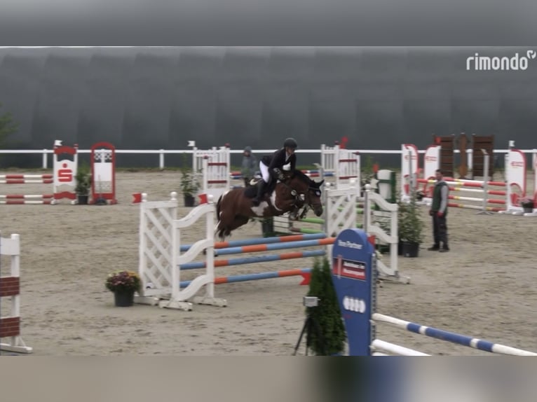 Lewitzer Hongre 9 Ans 145 cm Pinto in Delitzsch