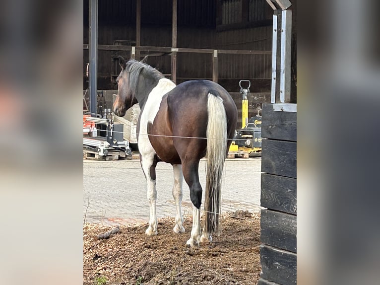 Lewitzer Hongre 9 Ans 149 cm Pinto in Siegen