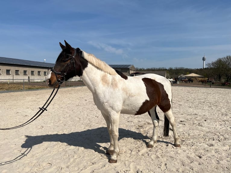 Lewitzer Hongre 9 Ans 153 cm Pinto in Schönwalde-Glien