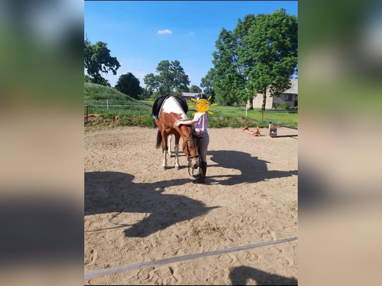 Lewitzer Croisé Jument 10 Ans 142 cm Pinto in Salzwedel