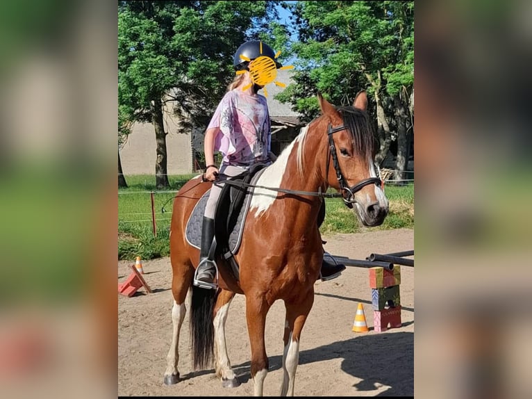 Lewitzer Croisé Jument 10 Ans 142 cm Pinto in Salzwedel