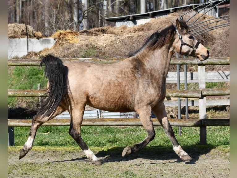 Lewitzer Jument 10 Ans 147 cm Buckskin in Mörsdorf