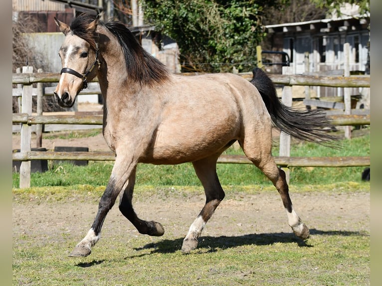 Lewitzer Jument 10 Ans 147 cm Buckskin in Mörsdorf