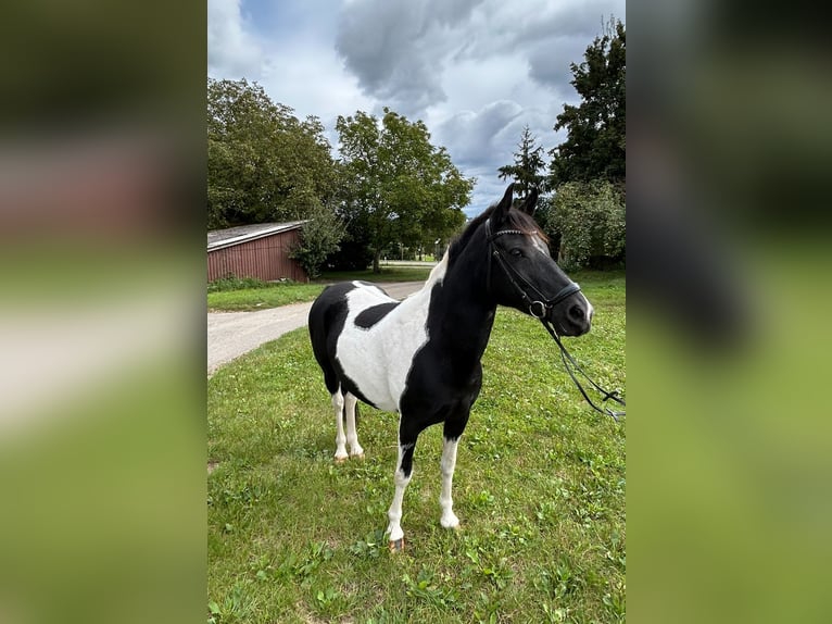 Lewitzer Jument 11 Ans 142 cm Pinto in Schwaikheim