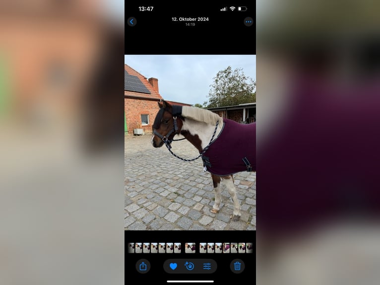 Lewitzer Jument 12 Ans 135 cm Pinto in Neu krenzlin