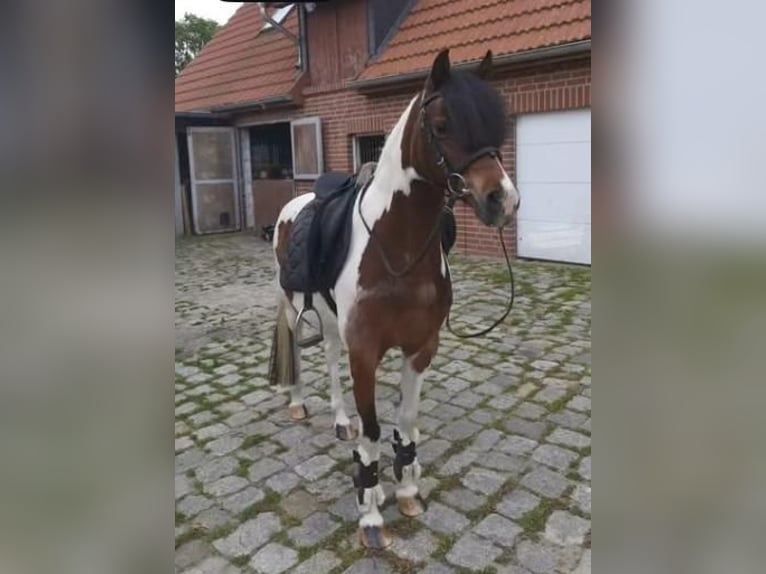 Lewitzer Jument 12 Ans 135 cm Pinto in Neu krenzlin