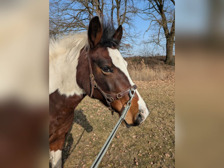 Lewitzer Jument 12 Ans 138 cm Pinto in Groß Drewitz