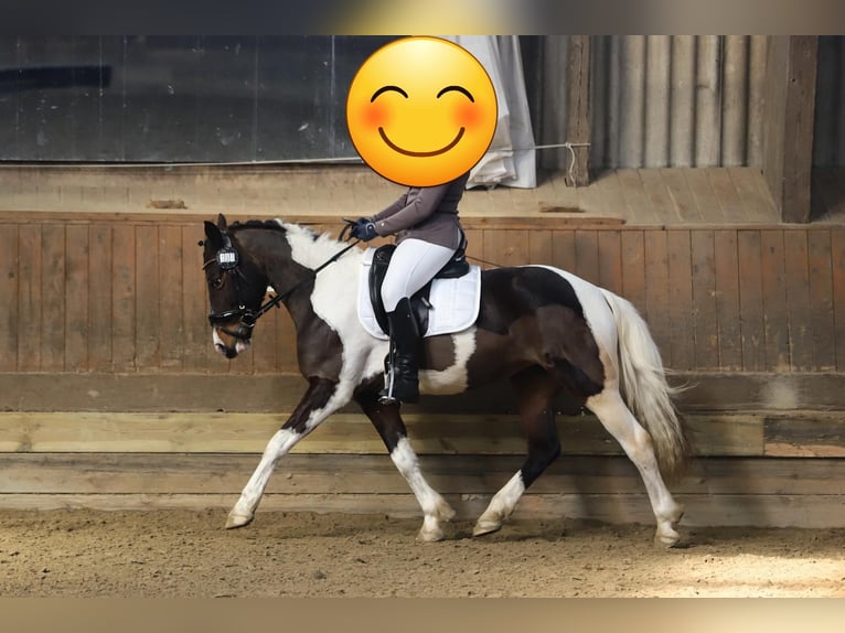 Lewitzer Jument 13 Ans 140 cm Pinto in Itzstedt