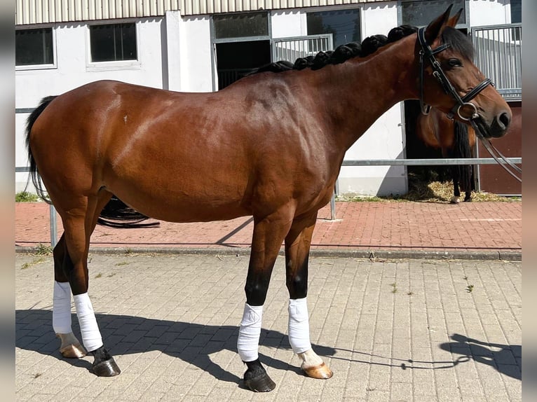 Lewitzer Jument 13 Ans 145 cm Bai in G&#xF6;ttingen