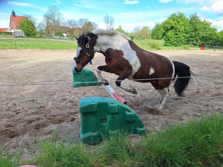 Lewitzer Jument 14 Ans 140 cm Pinto in Harbke