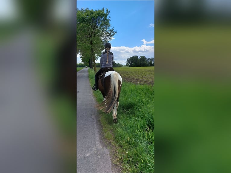 Lewitzer Croisé Jument 15 Ans 146 cm Pinto in Peine