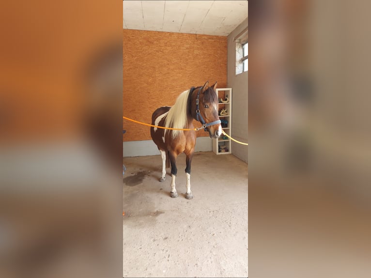 Lewitzer Croisé Jument 15 Ans 146 cm Pinto in Peine