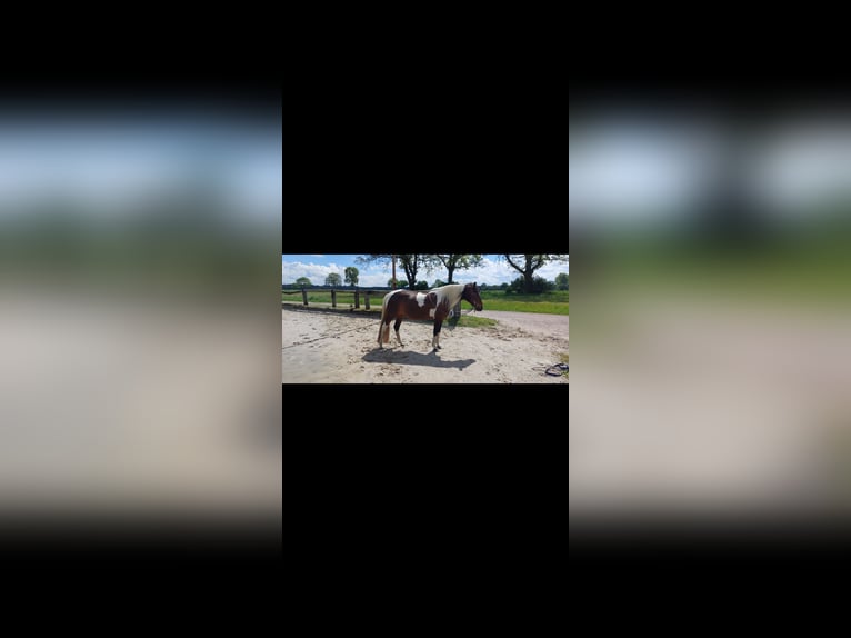 Lewitzer Croisé Jument 15 Ans 146 cm Pinto in Peine