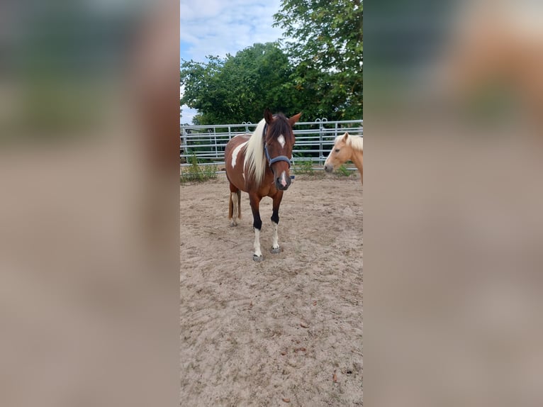 Lewitzer Croisé Jument 15 Ans 146 cm Pinto in Peine