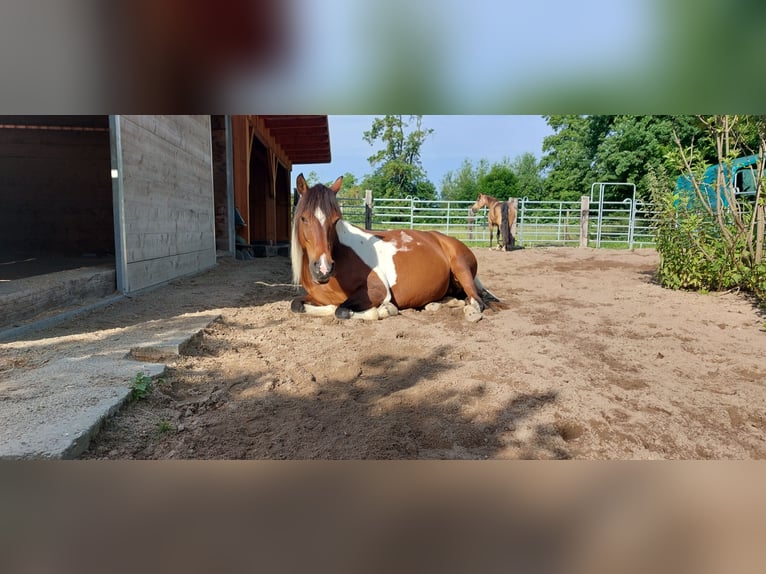 Lewitzer Croisé Jument 15 Ans 146 cm Pinto in Peine