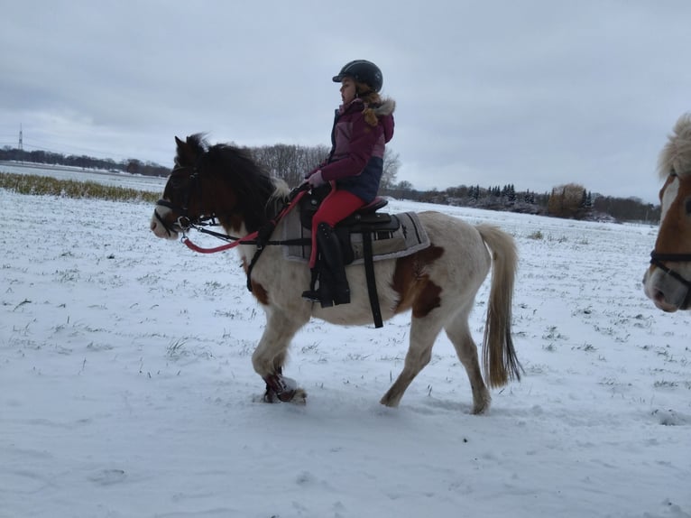 Lewitzer Croisé Jument 16 Ans 125 cm Pinto in Groß Pankow