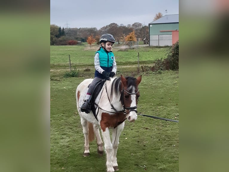 Lewitzer Croisé Jument 16 Ans 125 cm Pinto in Groß Pankow