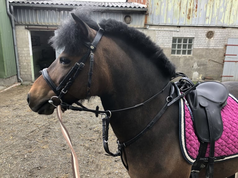 Lewitzer Jument 16 Ans 130 cm Bai in Struckum