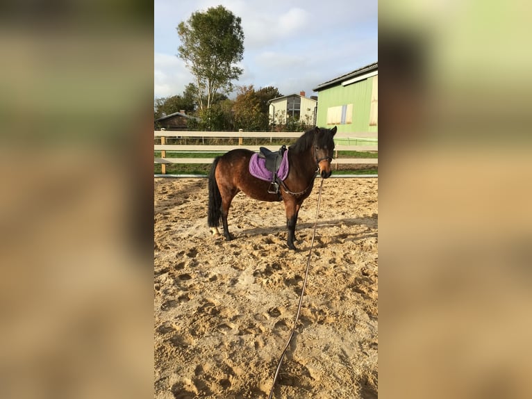 Lewitzer Jument 16 Ans 130 cm Bai in Struckum