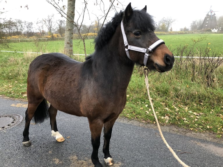 Lewitzer Jument 16 Ans 130 cm Bai in Struckum