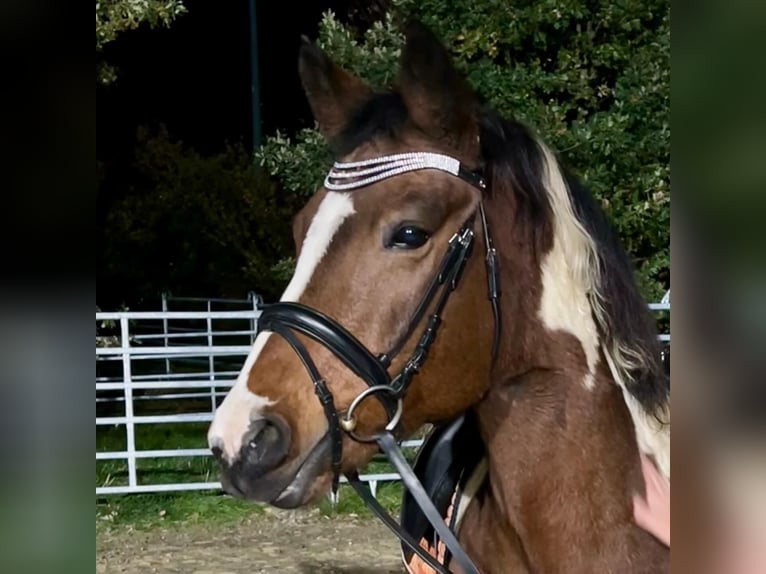 Lewitzer Jument 16 Ans 155 cm Pinto in Grevenbroich