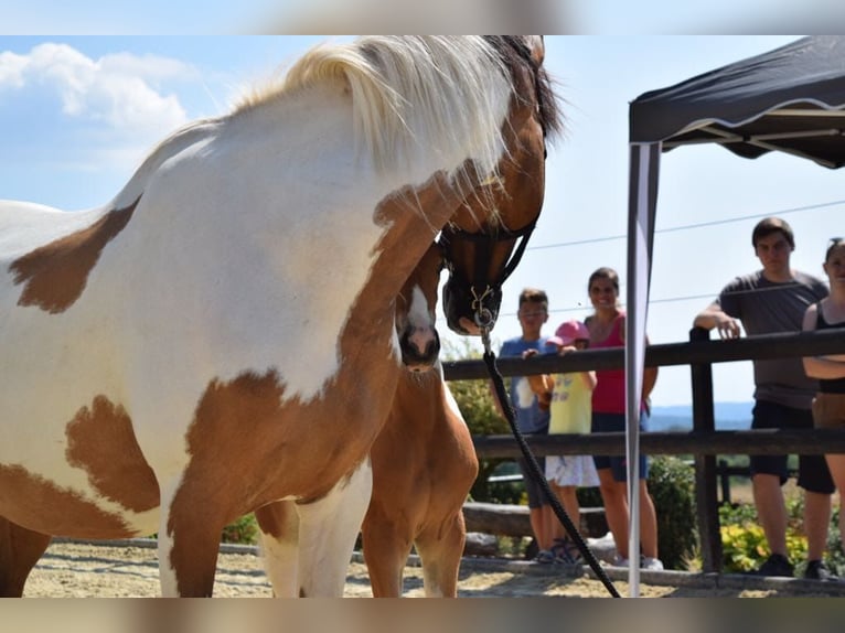 Lewitzer Jument 17 Ans 150 cm Pinto in Streithausen