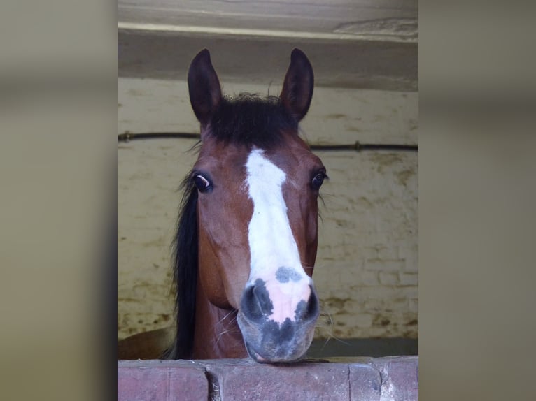 Lewitzer Jument 18 Ans 140 cm Pinto in Erkelenz