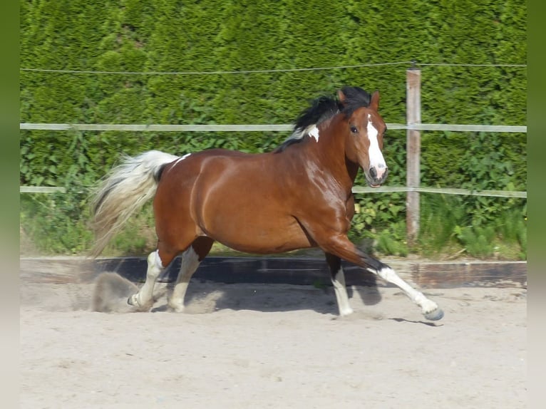 Lewitzer Jument 18 Ans 140 cm Pinto in Erkelenz