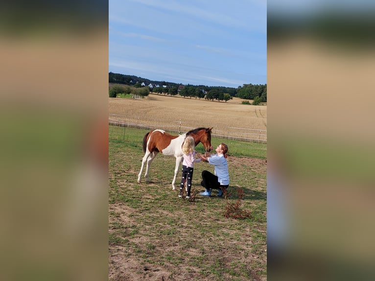 Lewitzer Jument 1 Année 150 cm Pinto in Ückeritz