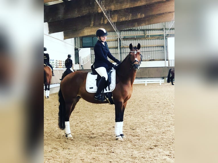 Lewitzer Jument 21 Ans 146 cm Bai in Essen