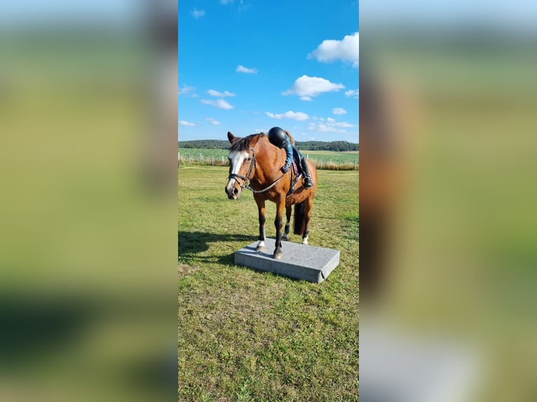 Lewitzer Croisé Jument 21 Ans 148 cm Bai in Hoppenrade