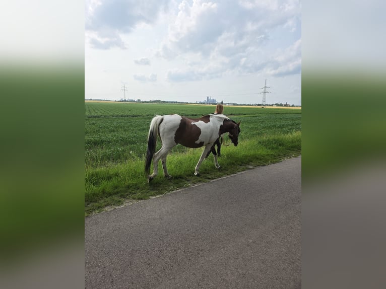 Lewitzer Jument 26 Ans 146 cm Pinto in Reppichau