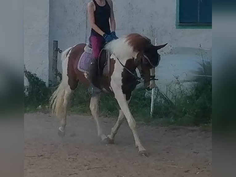 Lewitzer Jument 3 Ans 149 cm Pinto in Dietfurt an der Altm&#xFC;hl