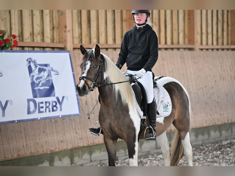 Lewitzer Jument 4 Ans 135 cm Pinto in Kloster Lehnin