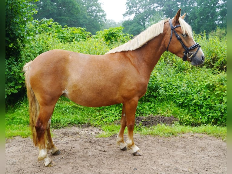 Lewitzer Jument 4 Ans 138 cm Alezan in Jesteburg