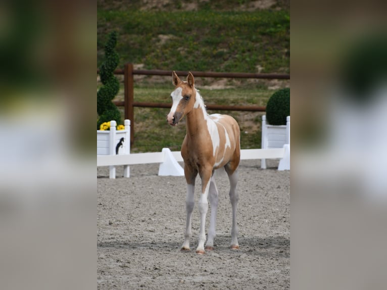 Lewitzer Jument 4 Ans 144 cm Pinto in Tessin