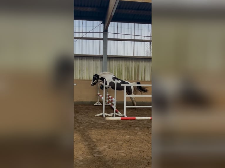 Lewitzer Jument 5 Ans 146 cm Pinto in Sulingen