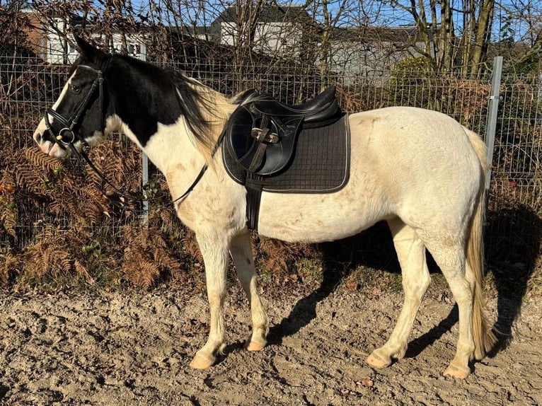 Lewitzer Croisé Jument 6 Ans 138 cm Pinto in Wermelskirchen